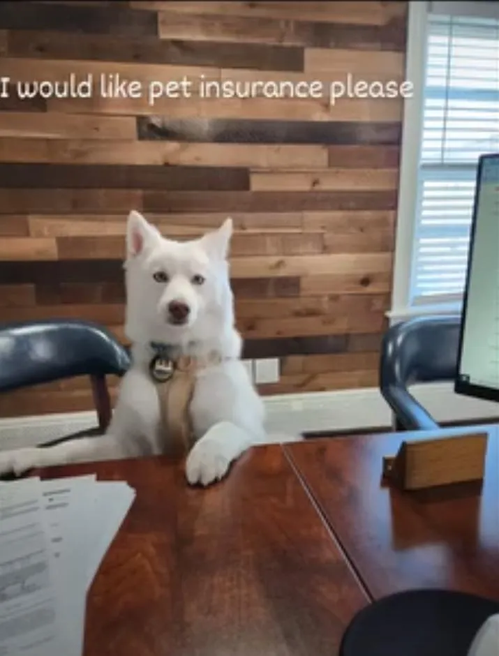 Meet our insurance team 2